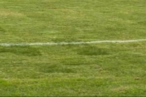 京媒：浙江队主帅阿洛伊西吐槽主场草皮，，眼见为实确实不太理想_24直播网